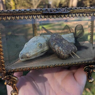  Real Preserved albino snake head & Lambs heart pierced with swords oddities Art