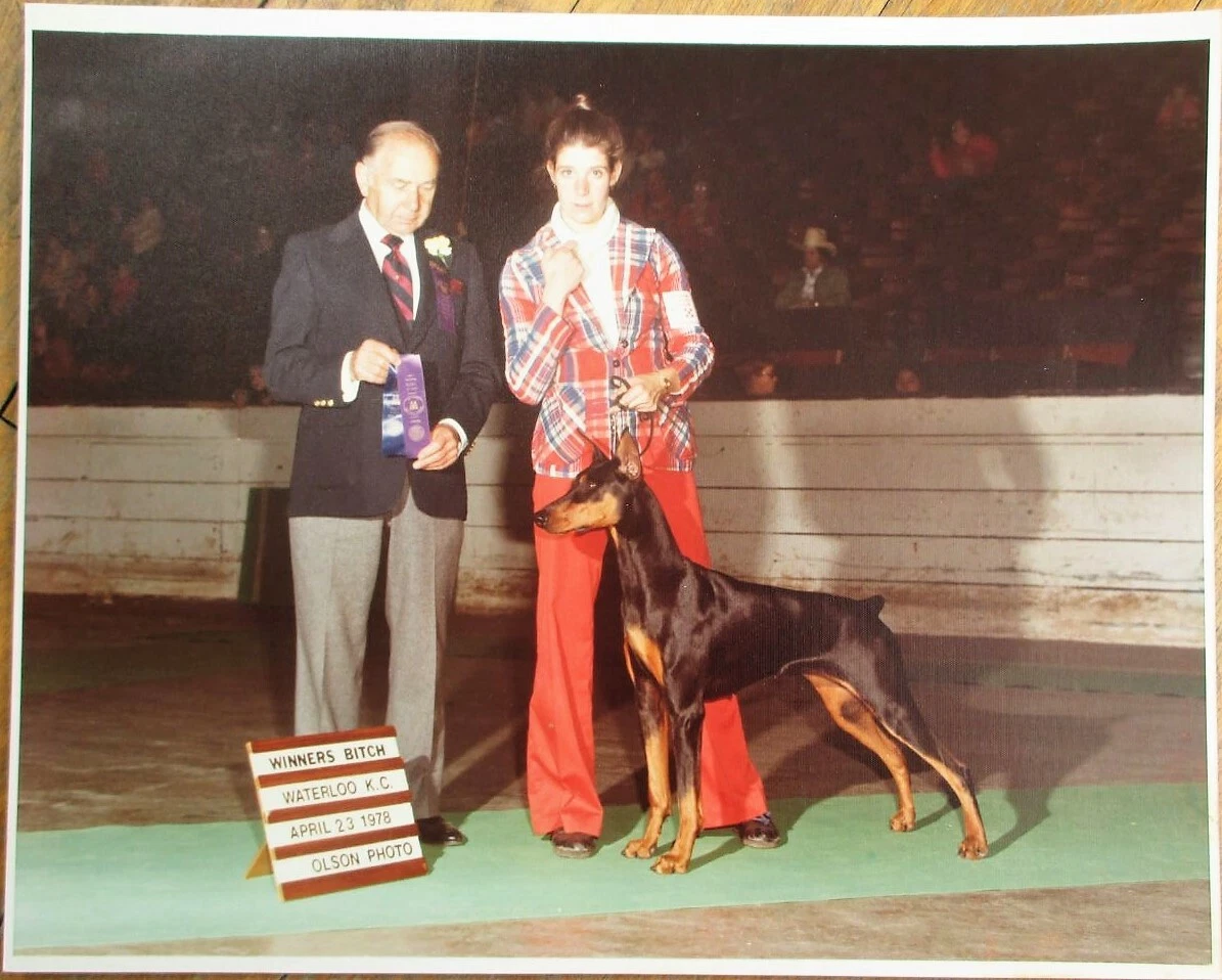 Doberman Pinscher 1978 Champion Dog Show 8 x 10 Photograph Waterloo Kennel Club