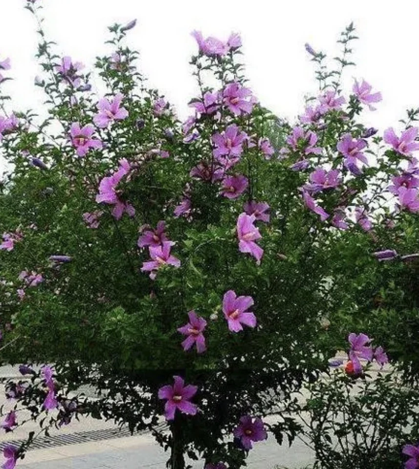 3PC 25”inch Above High Hardy  Red Hibiscus Rose of Sharon live bare roots plants - Image 3 of 4