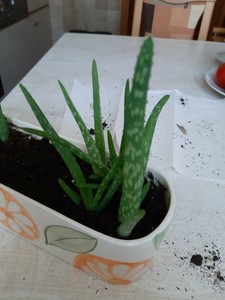 2 Aloe Vera - Ableger - Jung-Pflanze - Zimmerpflanze | eBay