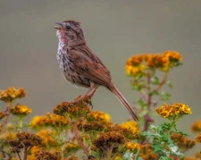 Song Sparrow #1 by Joseph Fisher Fine Art Print Wildlife Bird Nature 22x27