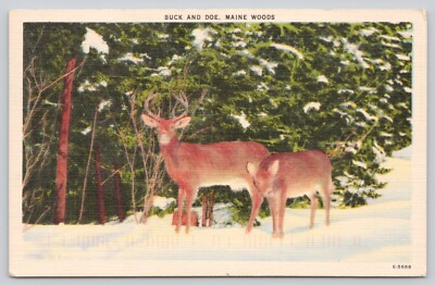 Postcard Buck And Doe Maine Woods Winter Snow Deer Maine (1050)