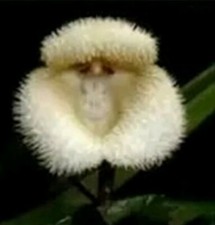 Rare 10 PCS Seeds Monkey Face Bonsai Orchid Flower Seeds