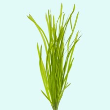 Vallisneria Spiralis Italian 2 Live Aquarium Plants B2G1