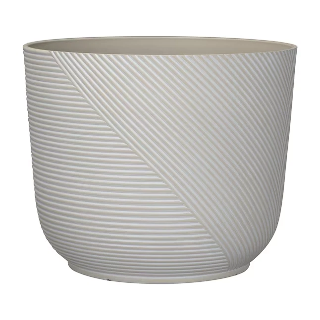 dracaena fragrans massangeana Dracaena fragrans Massangeana Multi Branch  30-40cm