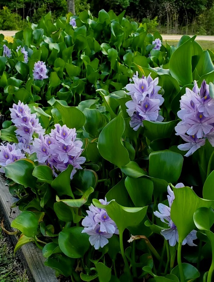 Water Hyacinths 14 Live Floating Pond Plants Koi Pond Organic