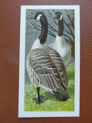 GB Brooke Bond ''Wild Birds in Britain'' 1973 Reprint Teekarte Nr.41 Canada Goose