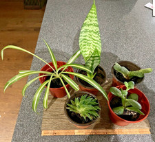 House Plants in Pots X 5 - BEST DEAL