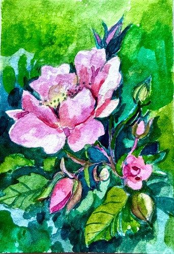 Original ACEO pink rose in garden  Watercolor ATC OOAK Mini Painting