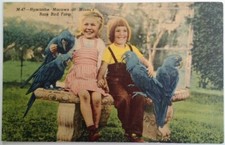 Miami Florida Postcard Vtg Early 1900s Rare Bird Farm Hyacinthe Macaws Parrots
