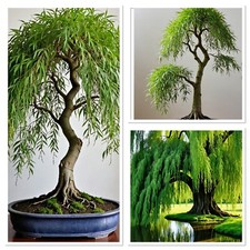 Golden Weeping Willow ideal for bonsai starter tree 3/4years old. Fully hardy!