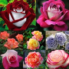 30pcs/pack Rose Seeds Selection of Viable Home Garden Plant Rose Flower Seeds