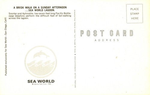 Brisk Walk tail walking Bottlenose Dolphin Sea World Amusement Park Postcard - Picture 2 of 2