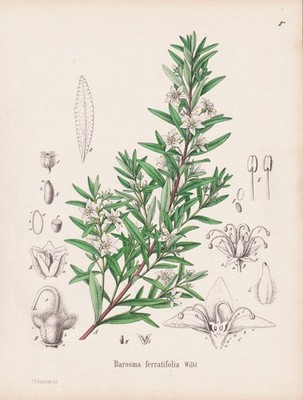 Buchu Bucco Bukkostrauch Blume flower Botanik botany Schmidt Lithograph 1 292715