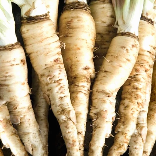 Mammoth Island Salsify  50+ SEEDS  NON-GMO  BUY (4) ITEMS FREE SHIPPING!!