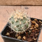 D6164 SCLEROCACTUS WRIGHTIAE SB1585 INNESTATO pot7-H5-W4,5 cm MaMa Cactus cites