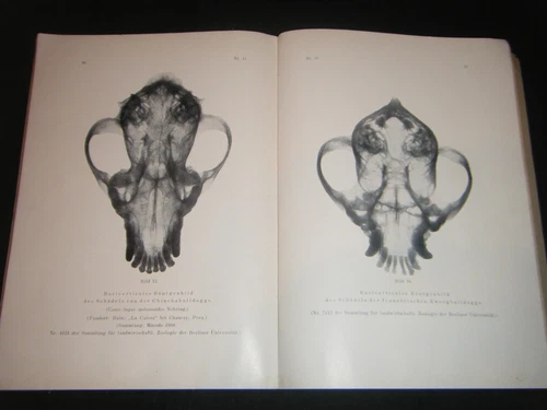 1937 Die Chincha Bulldogge Dr Max Hizheimer Dr Richard Wegner Peru Archaeology  - 画像6/6