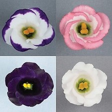 Lisianthus Solo Mix  1,000 seeds