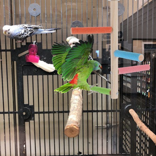 Wood Bird Perch Stand Parakeet Perch Stand Bird Cage Wooden Standing Perch New - Picture 10 of 12