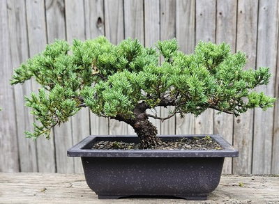 #ad Japanes Juniper Bonsai In 9 Inch Plastic Rectangular Pot . 15 Year Old Beauty. $120.00