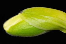 Paphiopedilum Mary's Peak #1  (Olympic Halo HCC x Emerald Brocade AM), in bud