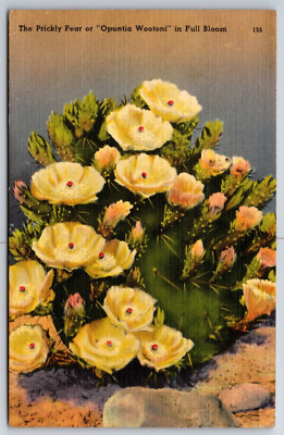 The Prickly Pear or ''Opuntia Wootoni'' in Full Bloom 1941 PM Linen Postcard VGC