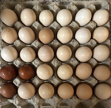 30 Stück Bruteier, Maran, Amrocks, Blumenhuhn