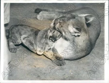 1940 Alameda CA Zoological Gardens Mother & Baby Cougar Press Photo