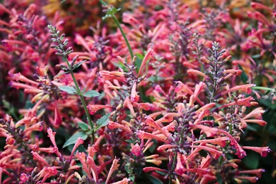 SEEDVILLE USA 30 MIXED COLORS AGASTACHE Aurantiaca Cana Hummingbird Mint Hyssop Flower Seeds