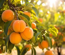 Apricot Tree Seedling for Growing 1 Yr Old Seedling