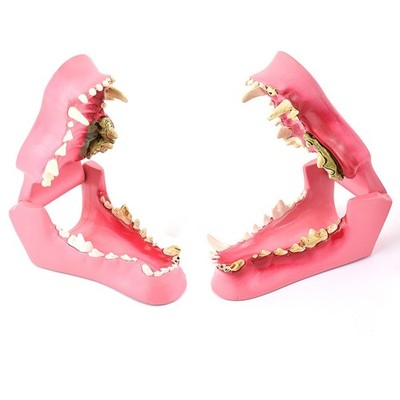 Canine oral anatomy Dental Pathological vs. Healthy Comparison Model Dog Teeth