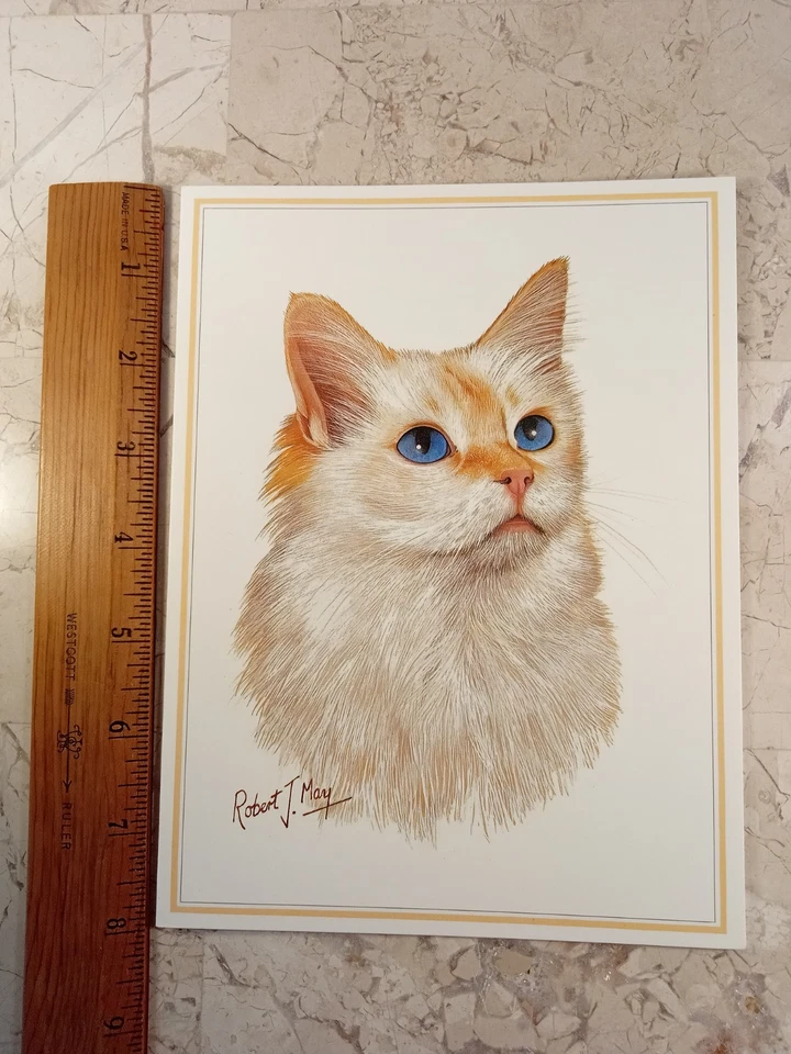 Ragdoll Gato Ojo Azul Blanco Robert May Bellas Artes Tarjeta de Felicitación en Blanco 6x8 Dorset Reino Unido Foto 4 de 4