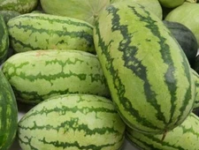 Watermelon Seeds Jubilee 15 Ct Fruit 25-40 lbs NON-GMO USA SELLER FREE SHIPPING