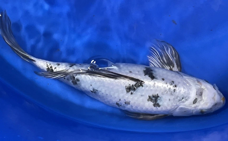 13-inch Bekko Koi, Very vibrant and strong presence. Black Swamp Koi Farms - Image 4 of 4