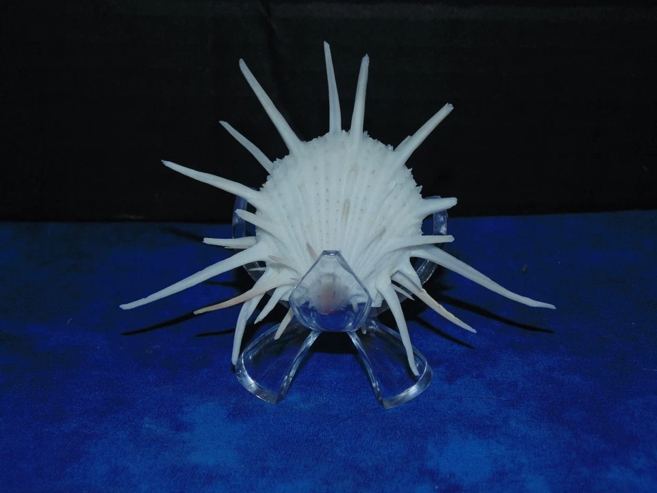 SMALL SPONDYLUS IMPERIALIS, SPINY OYSTER, SEA SHELL BEACH DECOR TROPICAL - Image 3 of 3