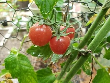 Pink Gummy Bear JS Cherry Tomato Seeds Organic Fruity Less Acid Rare -Tracking- 