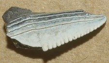 Serrated Tooth of Caboniferous fish, Ctenoptychius lobatus, Kaluga reg, Russia
