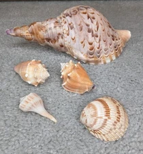 Charonia Tritonis Tritons trumpet 9 inches Long + freebies