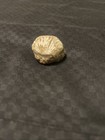 Cool Shell Stone/fossil/rock — photo 3