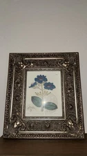 Framed Hand Colored Botanical Engraving Signed Sydenham Edwards