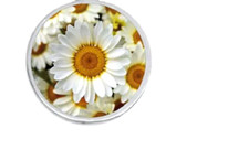 DAISY FLOWER CLOSE-UP PLANT Pendant On 925 Sterling Silver 20" Necklace Women