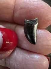 Small T-Rex Tooth-dinosaur fossil