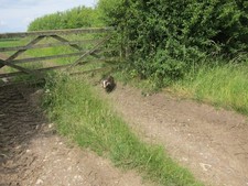 Photo A3 Farm gate with ambling badger Horwood Riding The badger was rat c2013