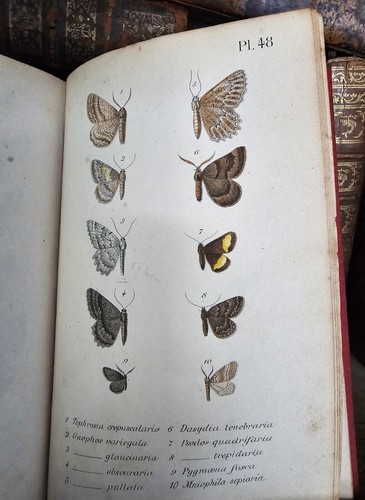 1873 ENTOMOLOGICAL FAUNA LEPIDOPTERA – DESCRIPTIONS OF ALL BUTTERFLIES Engraved - Picture 14 of 24