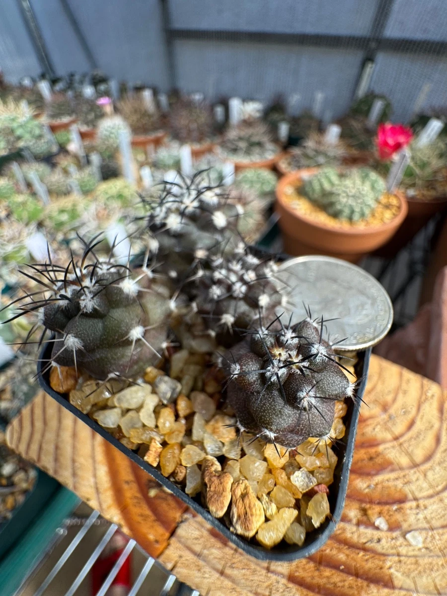 Cactus Copiapoa Cactis&Succulents for sale | eBay