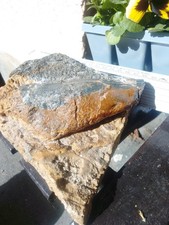 Nothosaurier Knochen aus der Trias, Muschelkalk- Keuper- Grenze