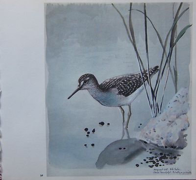 Schöne Vintage Vogel Aufdruck ~ Holz Sandpiper Juvenile ~ Tunnicliffe