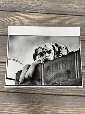 Big 1982 Budweiser Dalmatian Photo Print Denver Post John Sunderland