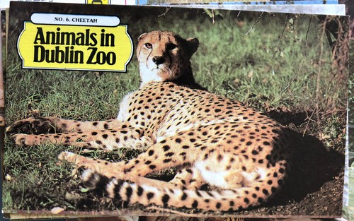 ANIMALS OF DUBLIN ZOO KNORR SOUP CARD SET SCARCE Irish Issue - Picture 3 of 4