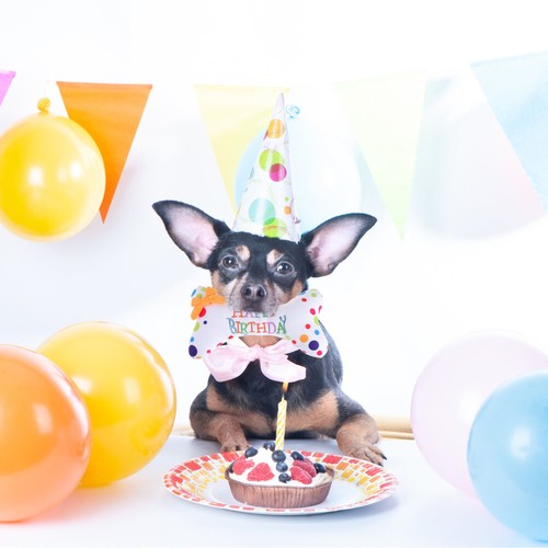 1PZ Giocattolo Osso Cane Gatto Cane Compleanno Cucciolo Chew Bones Pet Chew Toy Cane Giocattolo Compleanno - Foto 3 di 11